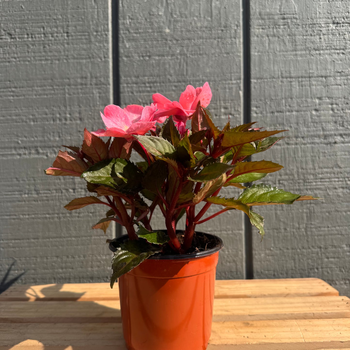 Impatiens Sunpatiens