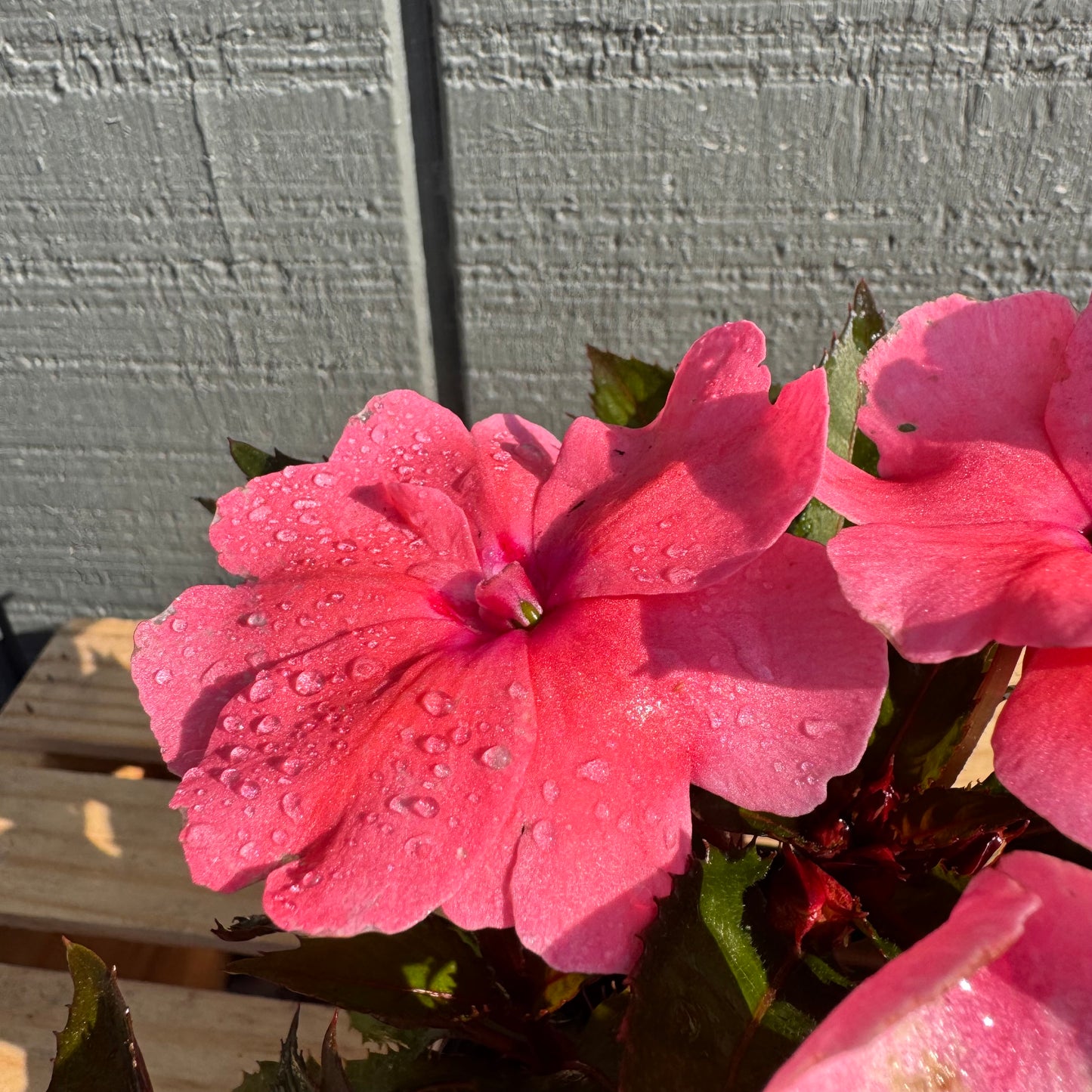 Impatiens Sunpatiens