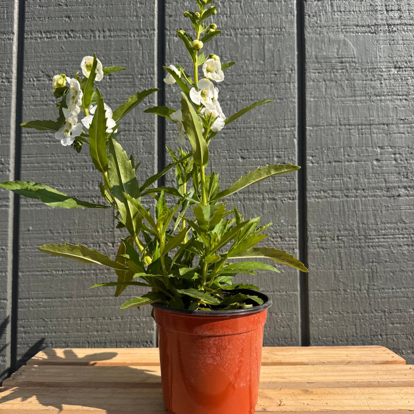 Angelonia