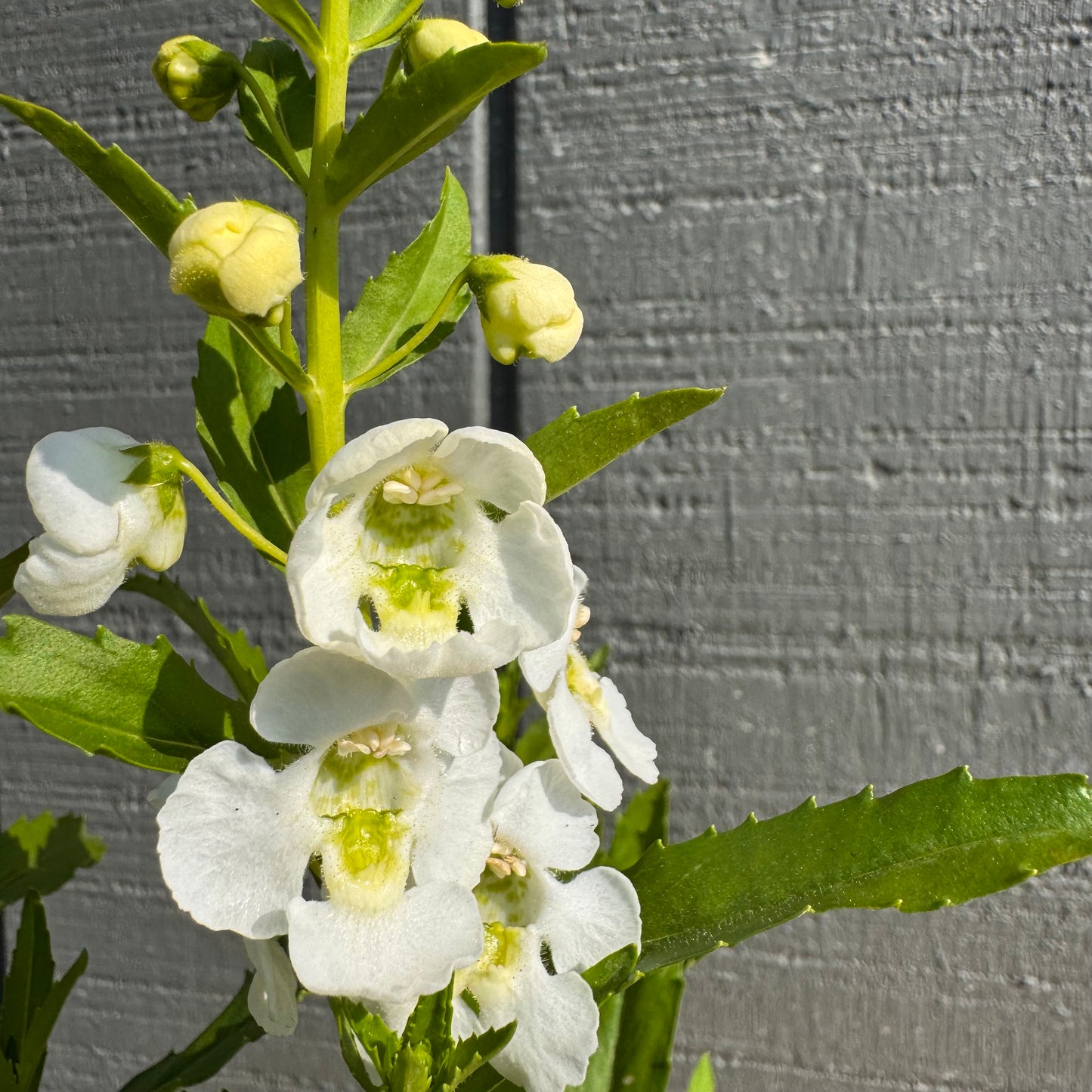 Angelonia