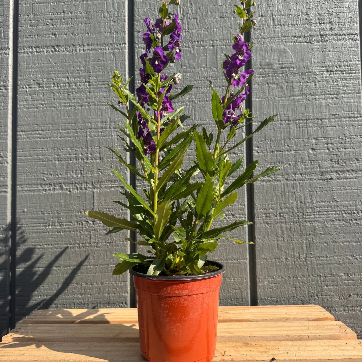 Angelonia