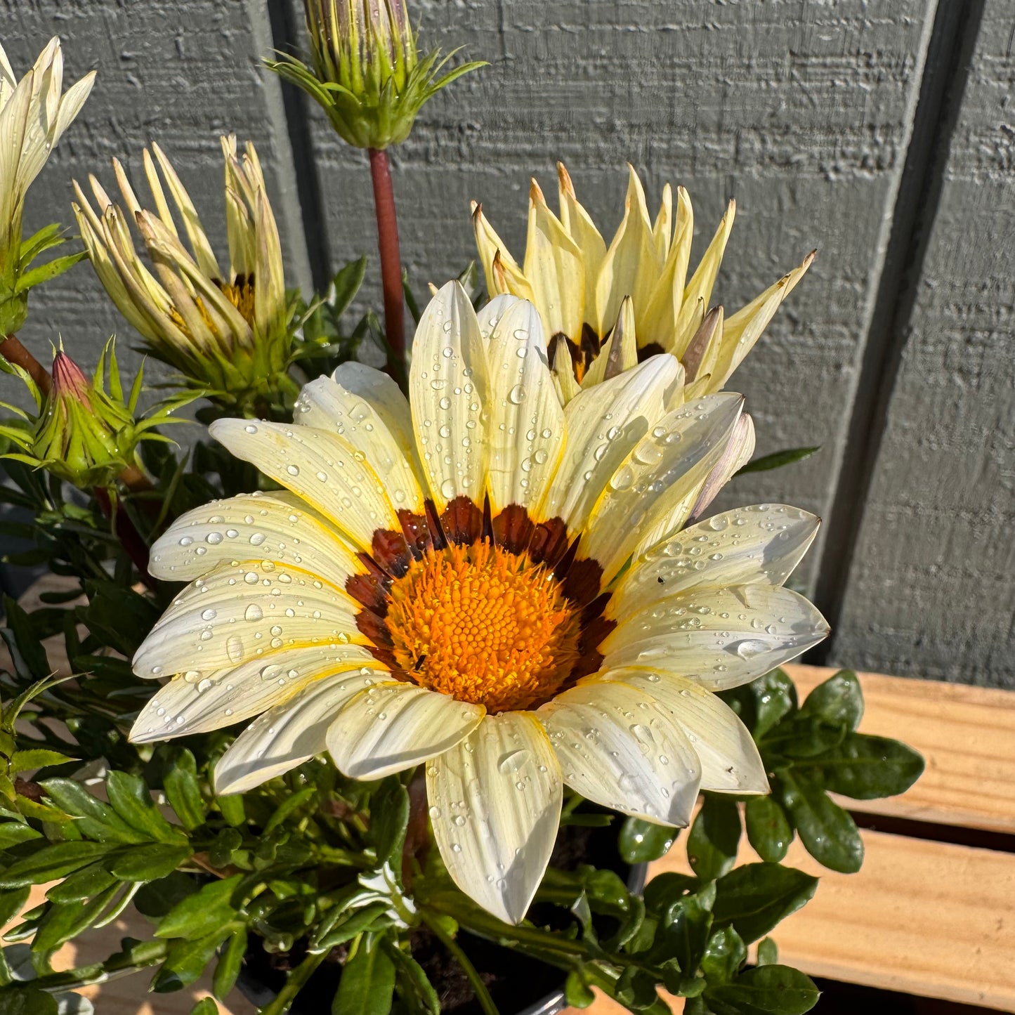 Gazania