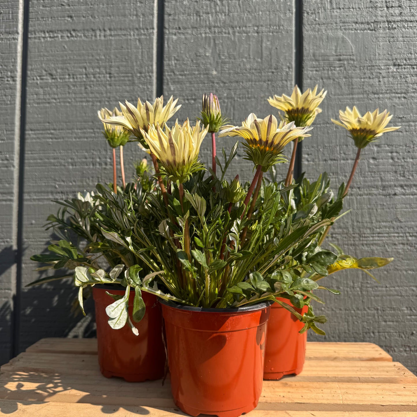 Gazania