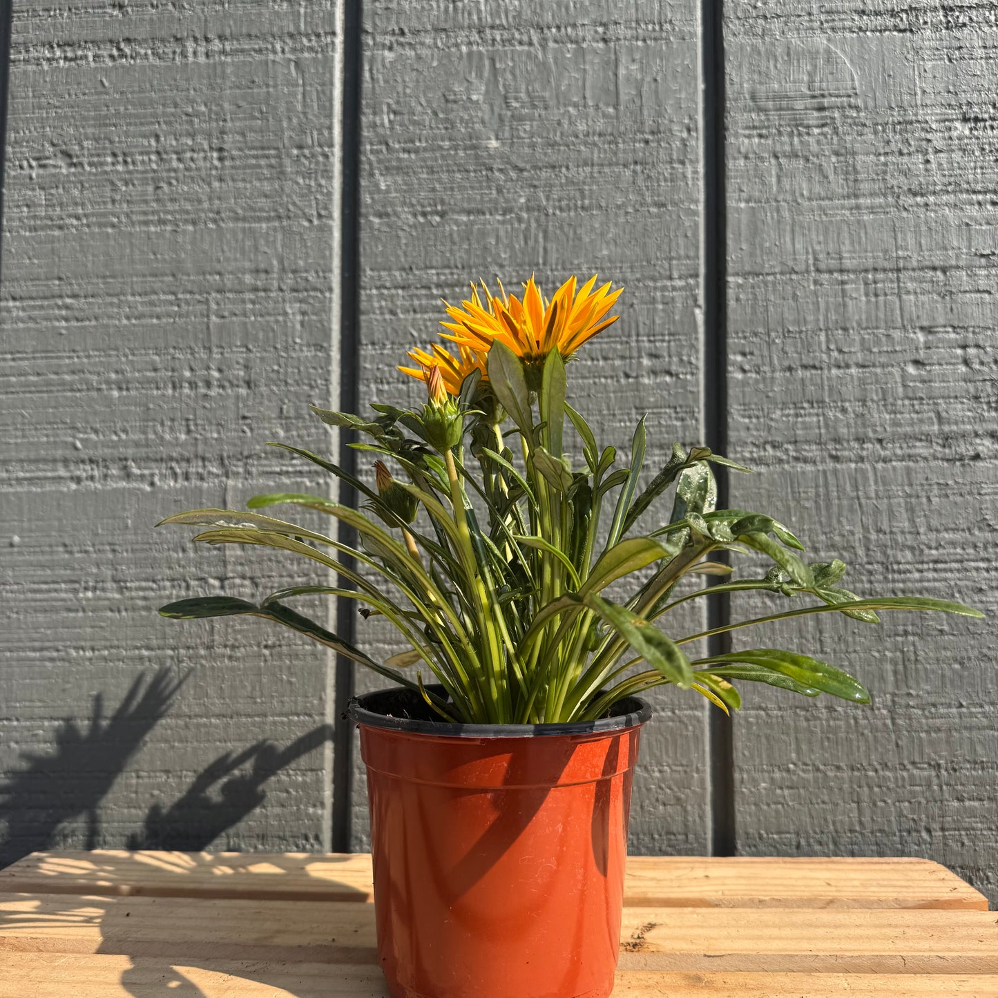 Gazania