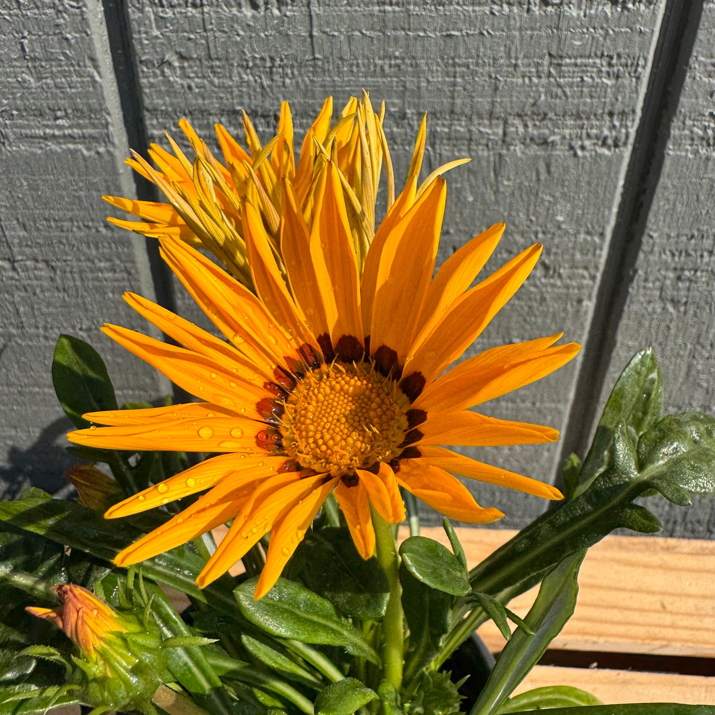 Gazania