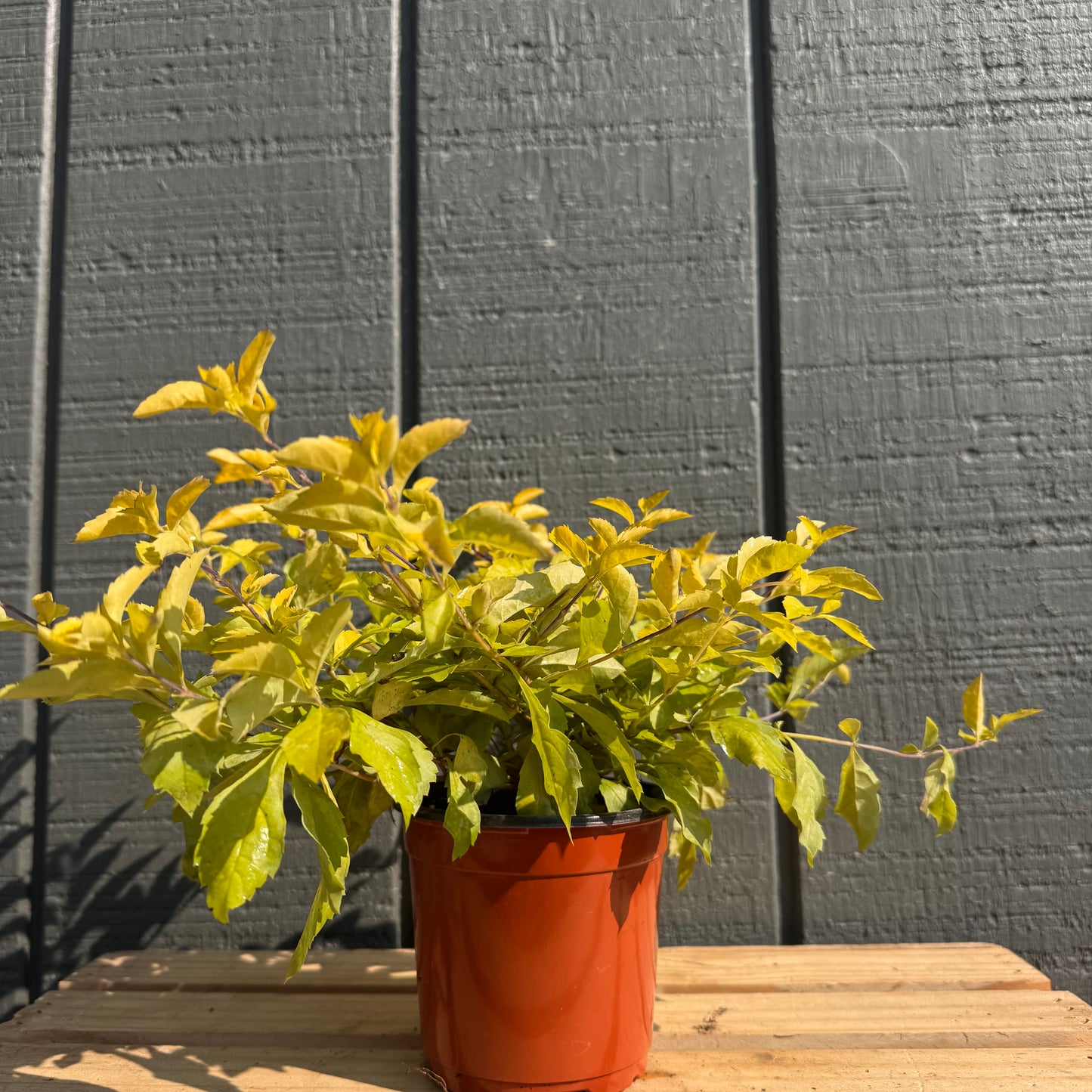 Duranta