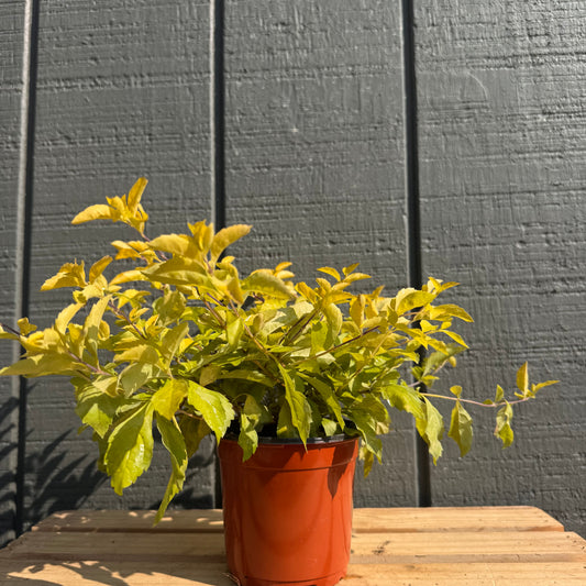 Duranta