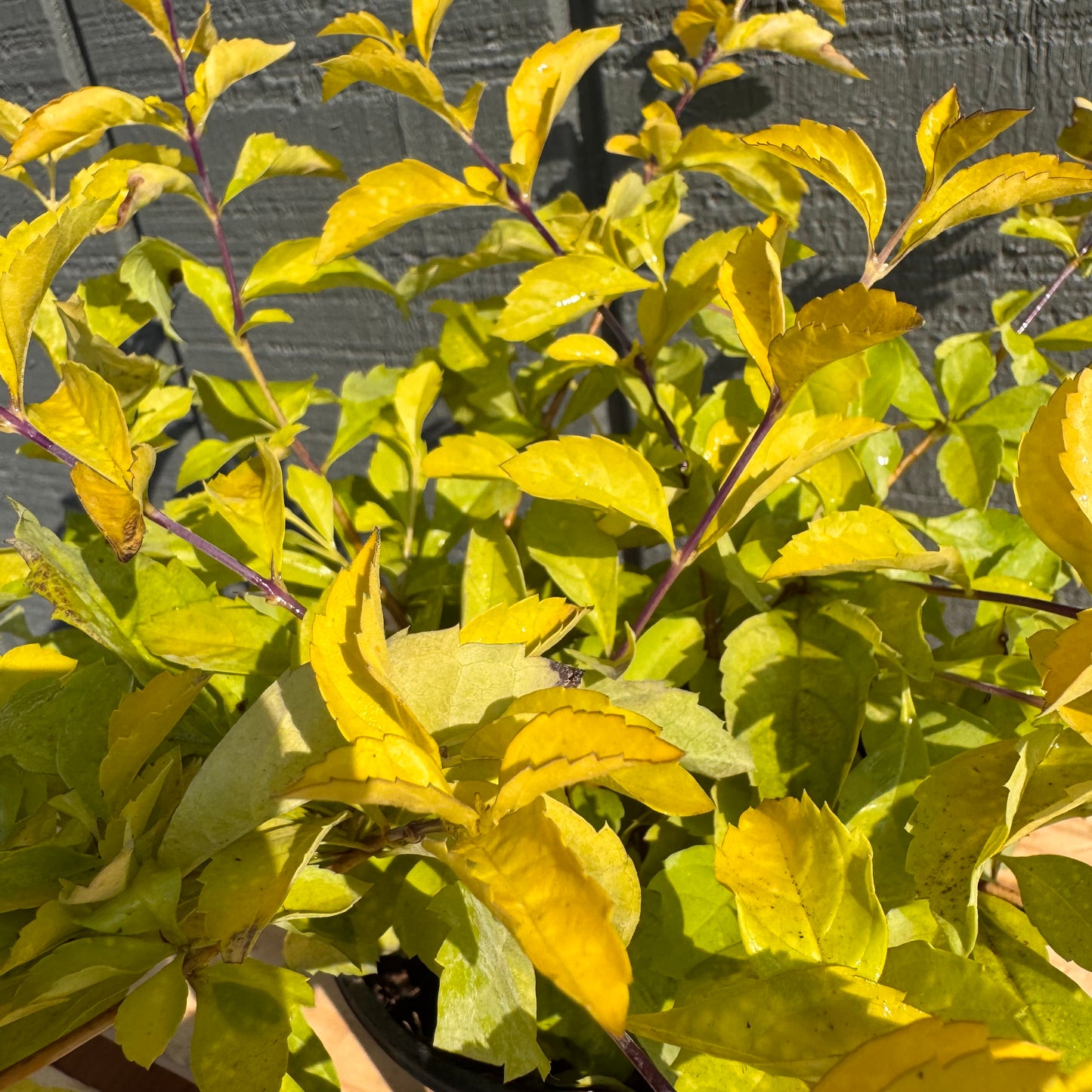 Duranta