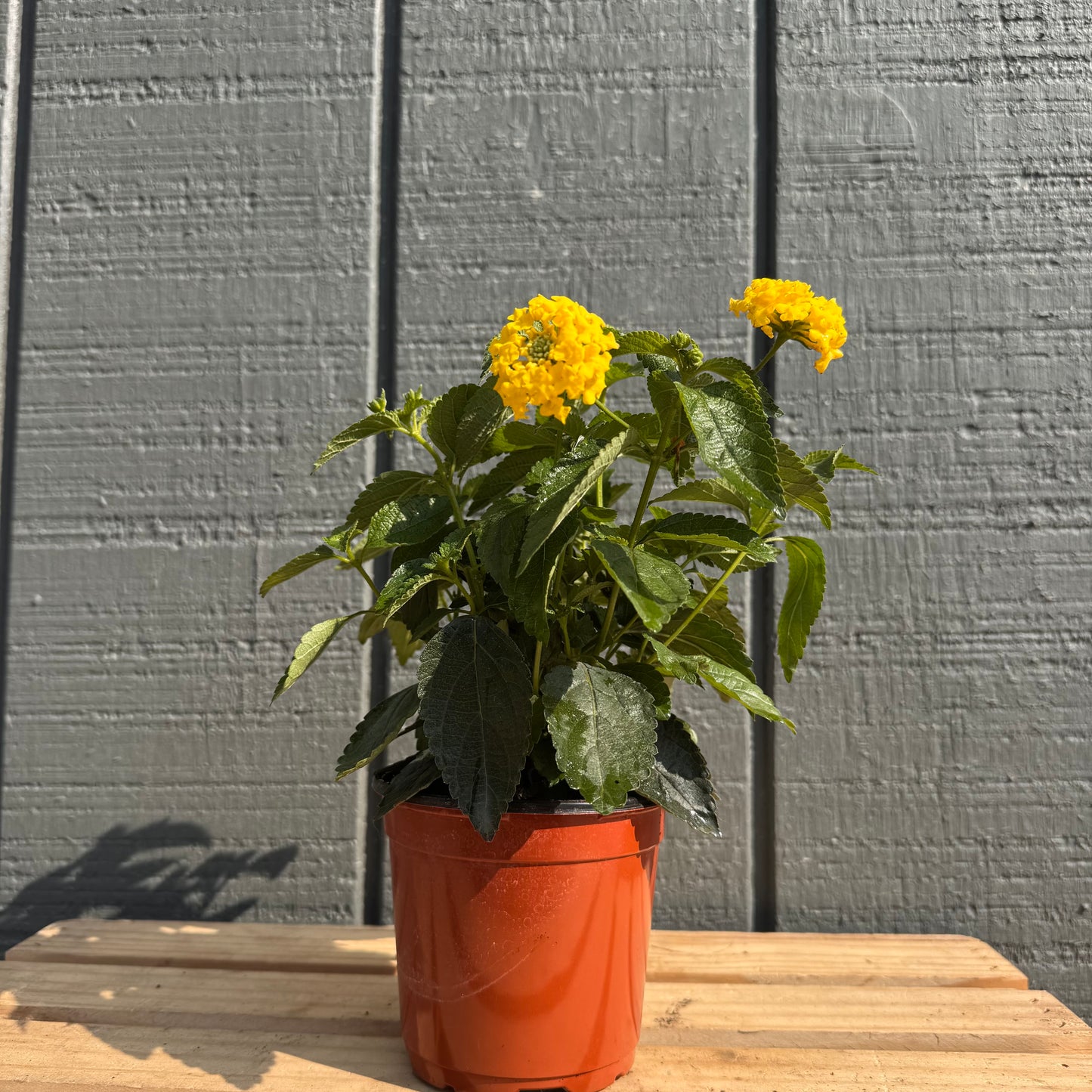 Lantana
