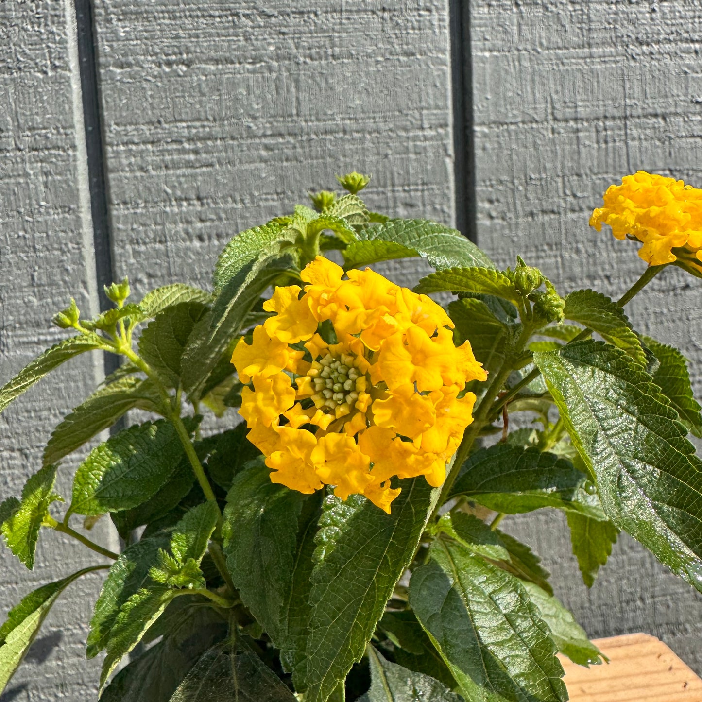 Lantana