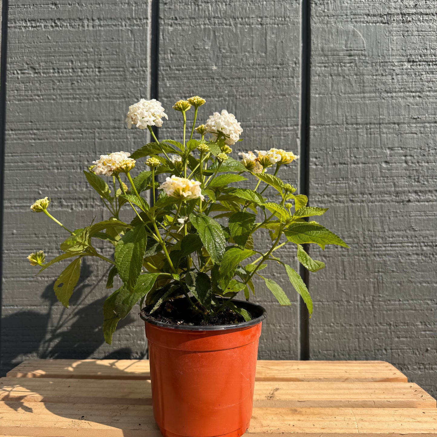 Lantana