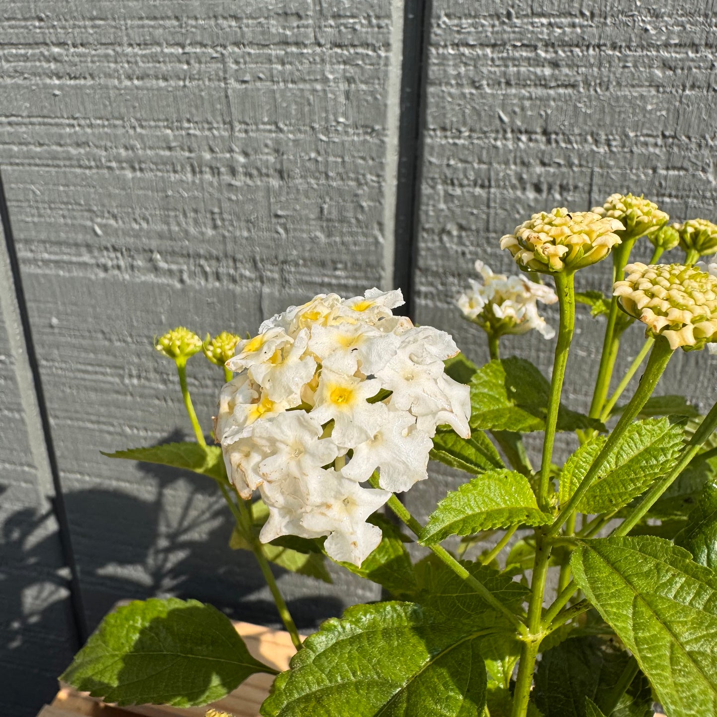 Lantana