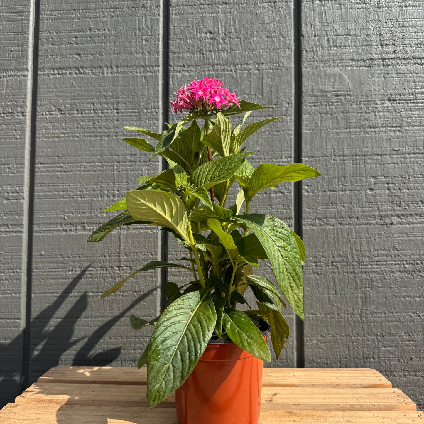 Pentas