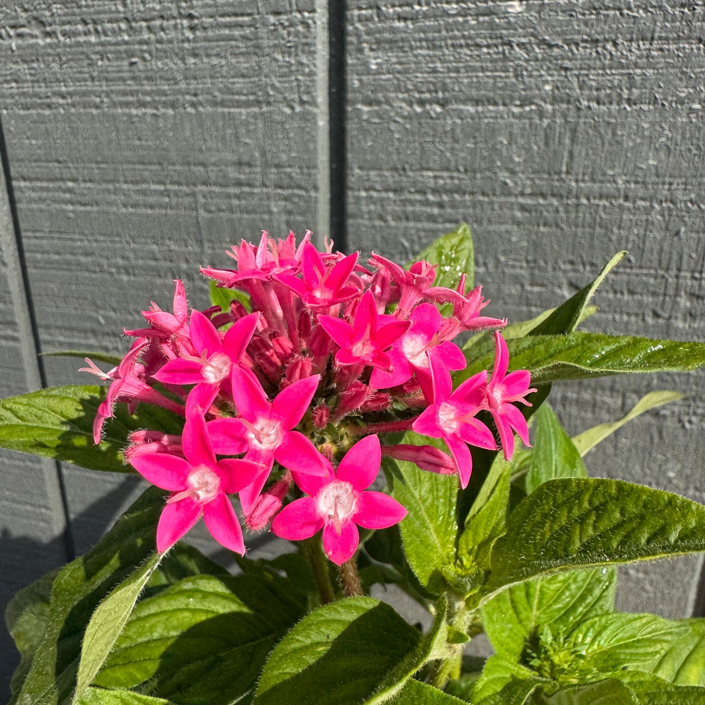 Pentas