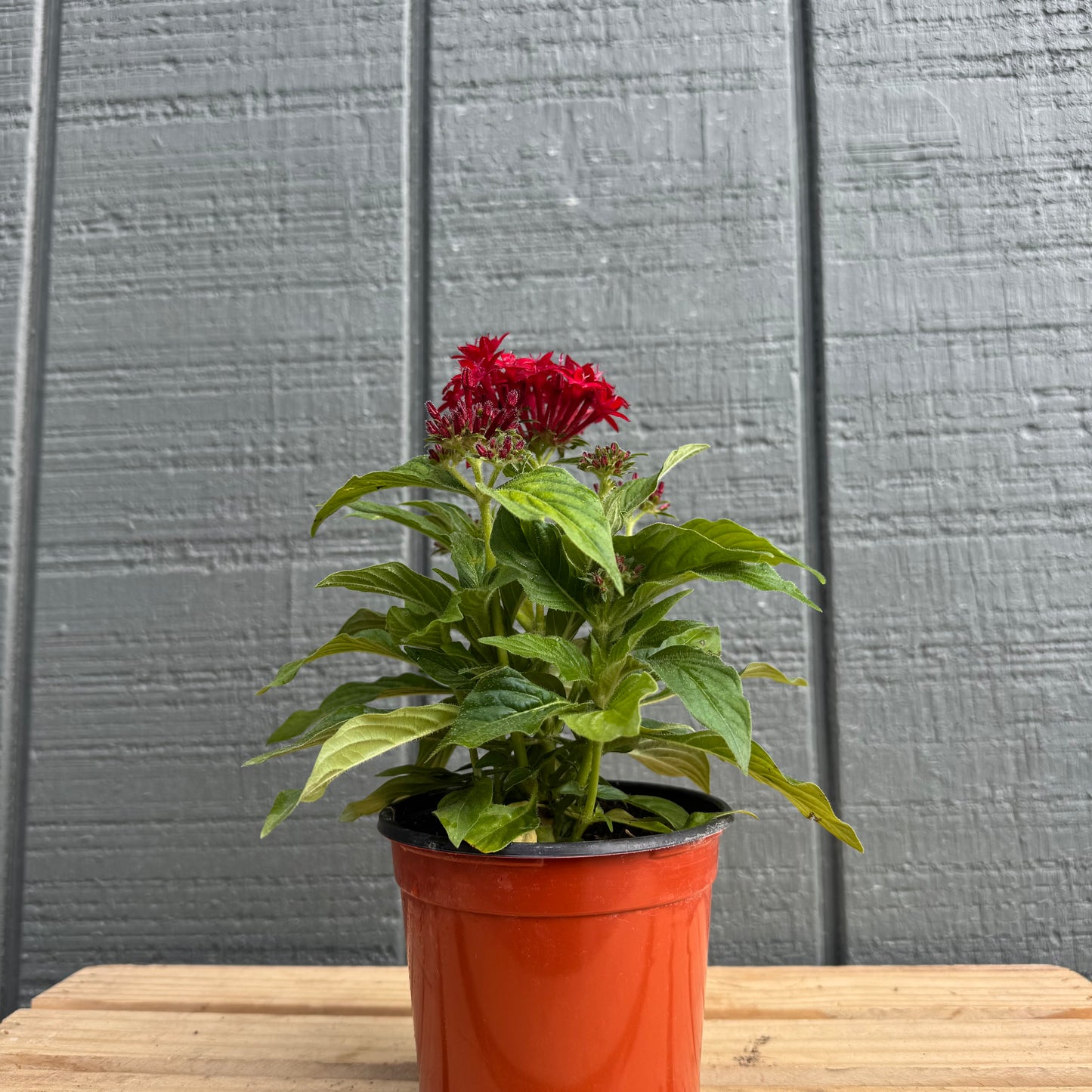 Pentas