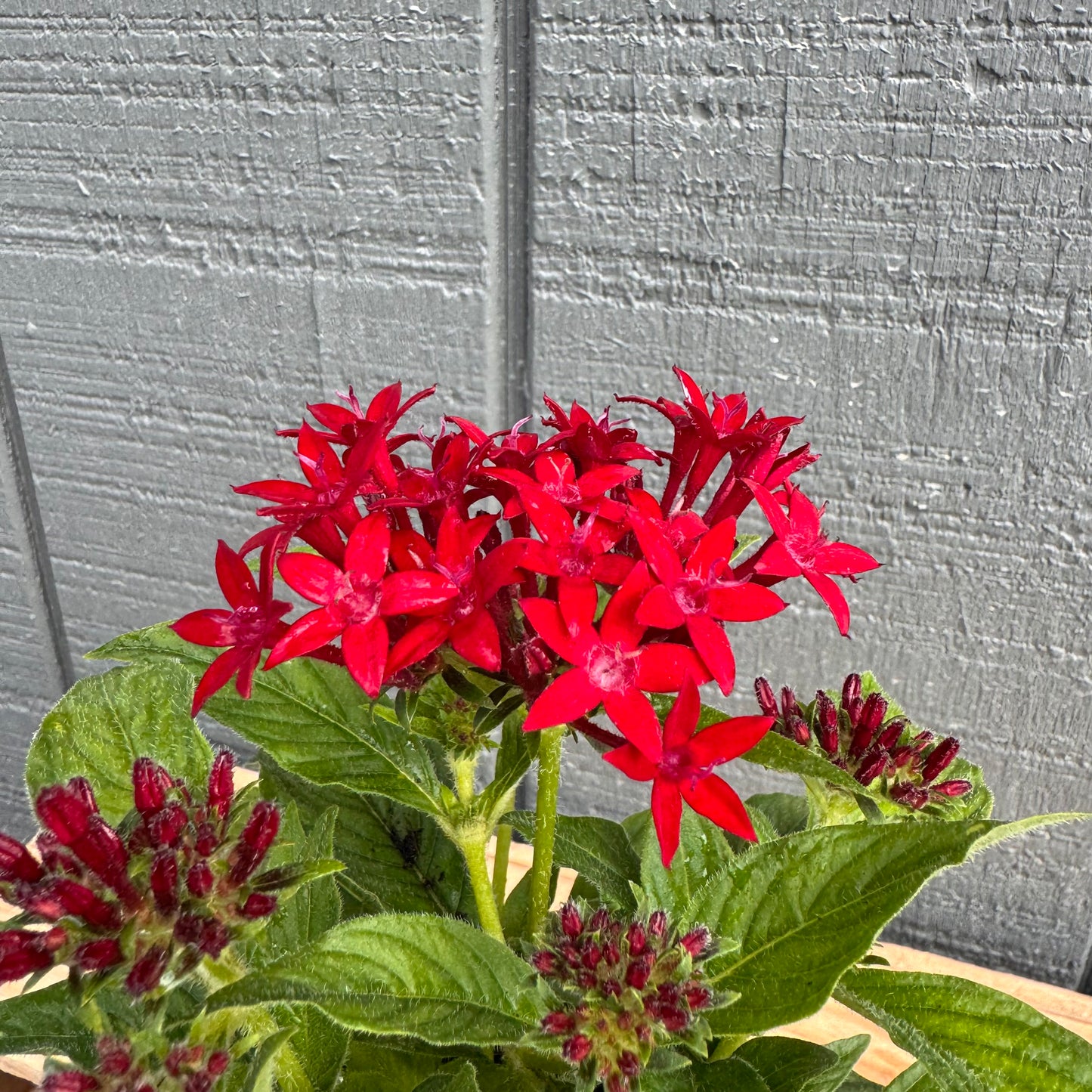 Pentas