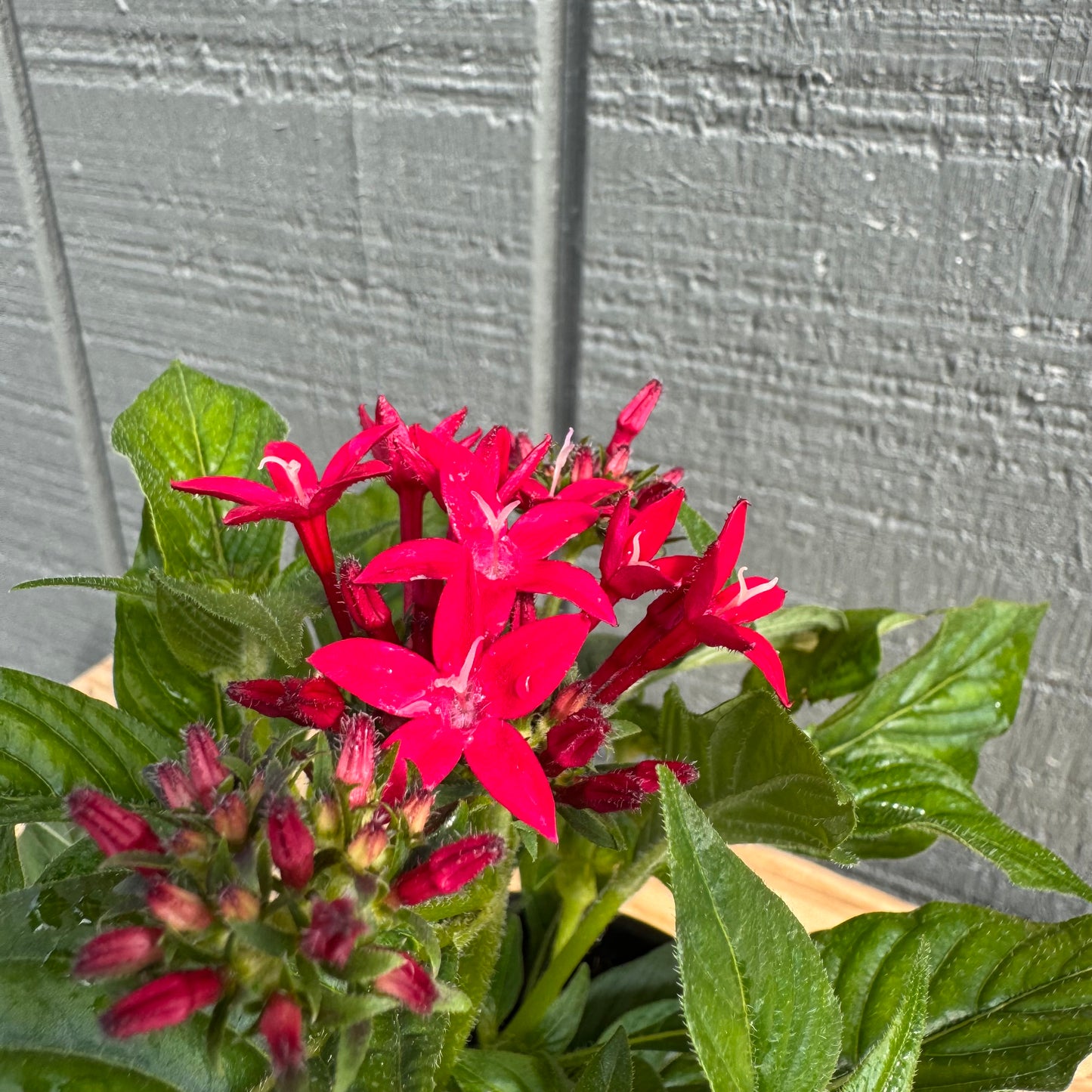 Pentas