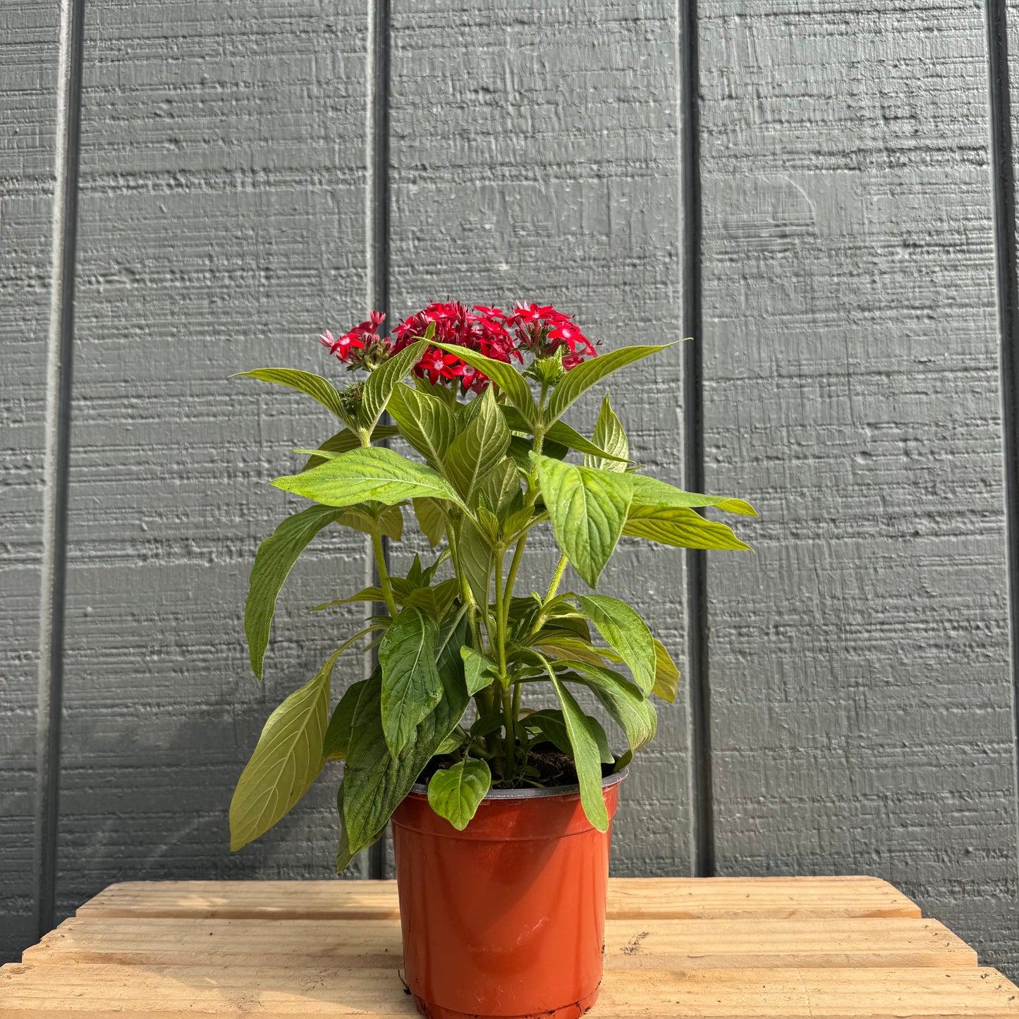 Pentas