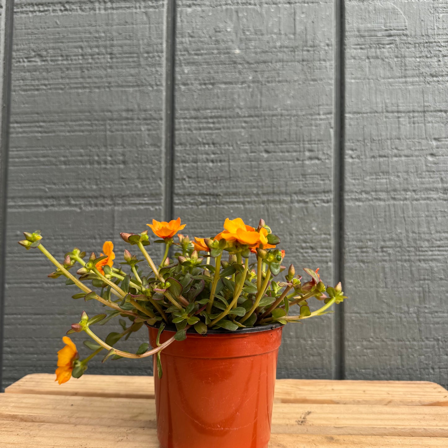 Purslane Pazzaz Nano