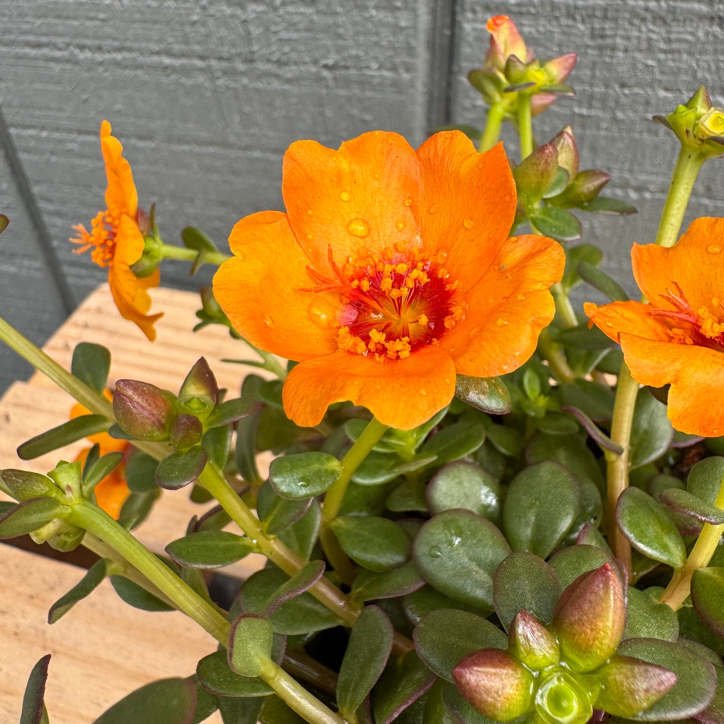 Purslane Pazzaz Nano