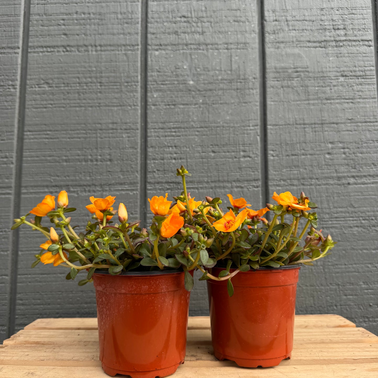Purslane Pazzaz Nano