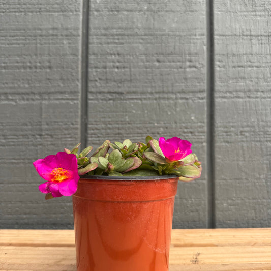 Purslane Pazzaz Nano