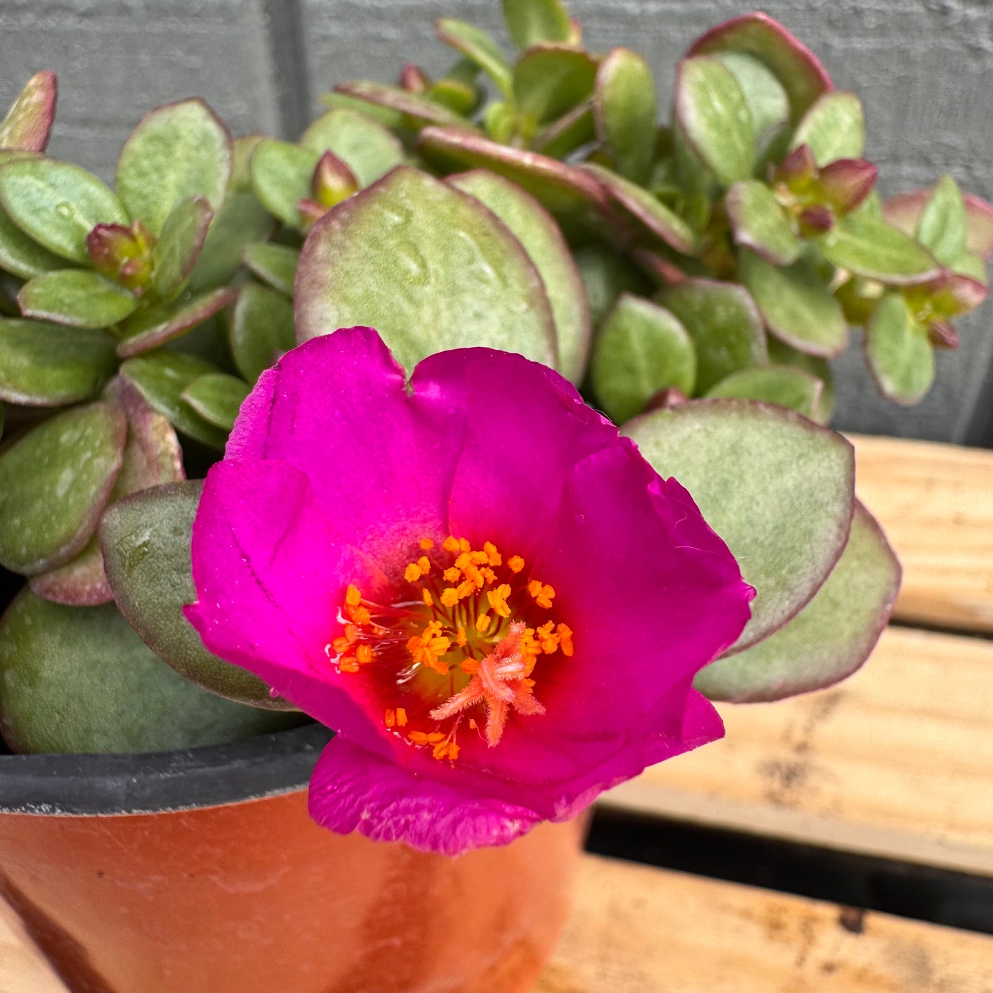 Purslane Pazzaz Nano