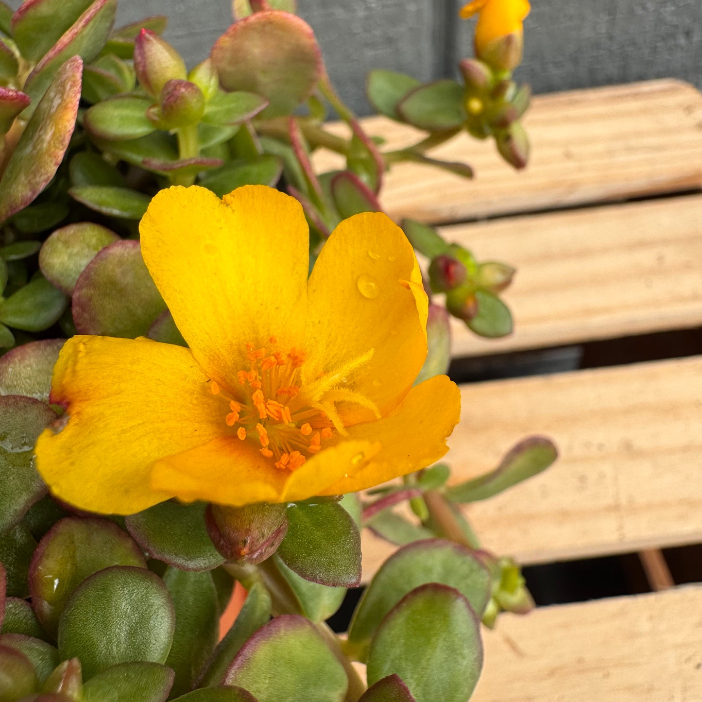 Purslane Pazzaz Nano