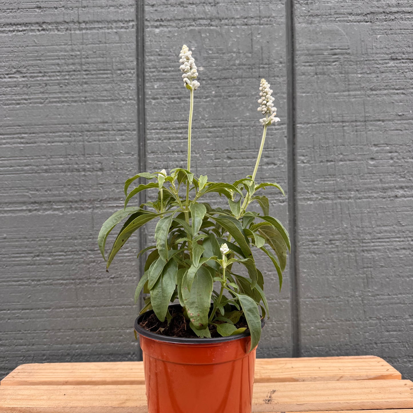 Salvia Farinacea