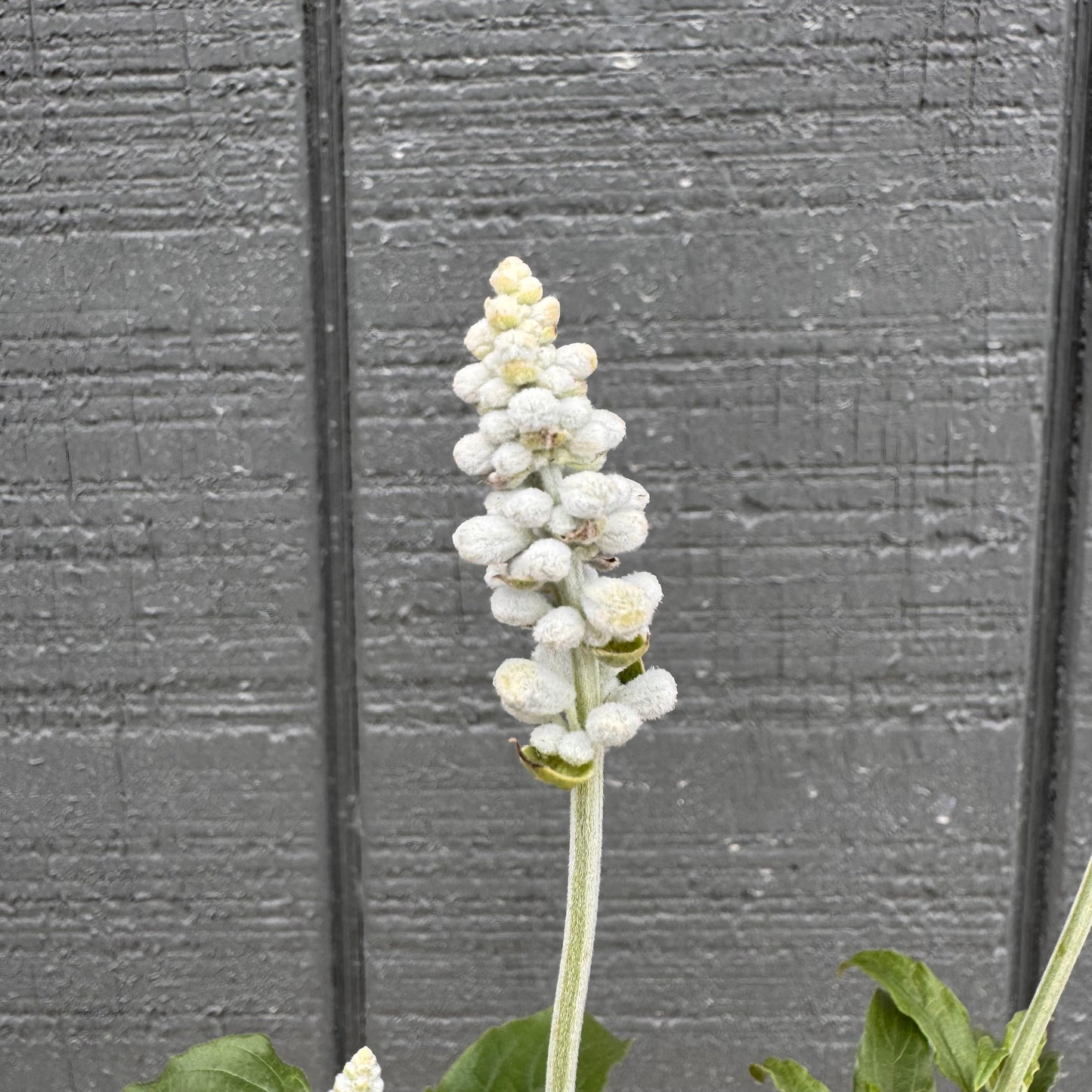 Salvia Farinacea