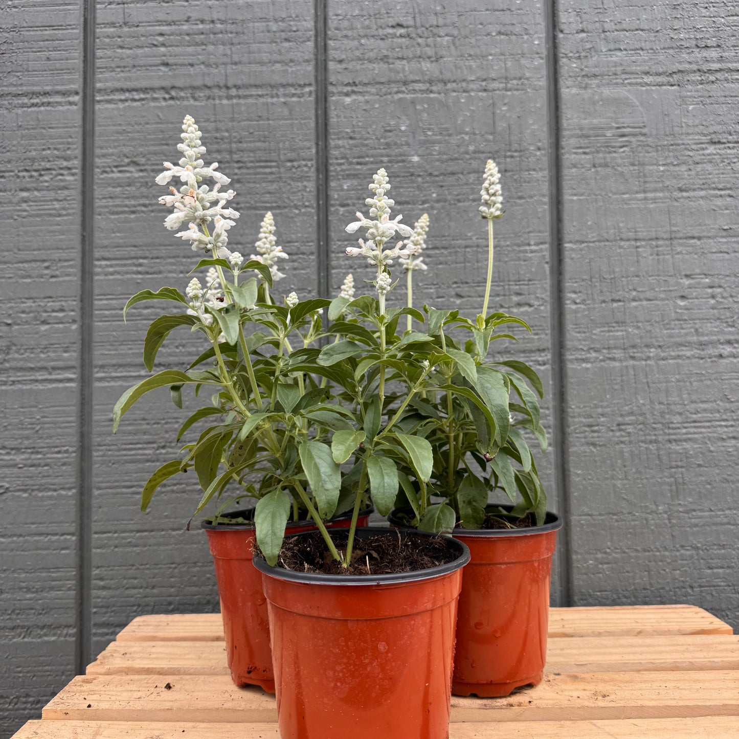 Salvia Farinacea