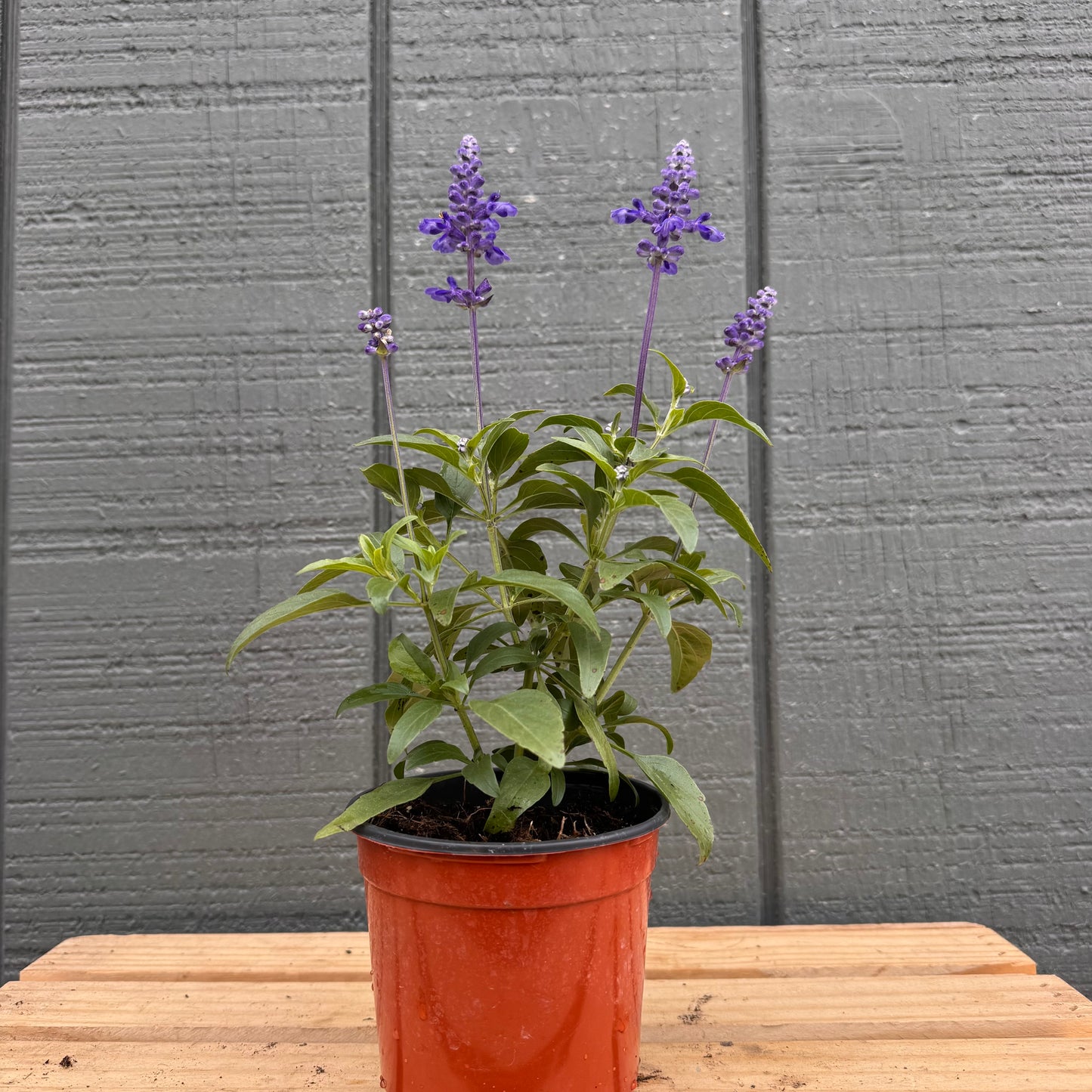 Salvia Farinacea