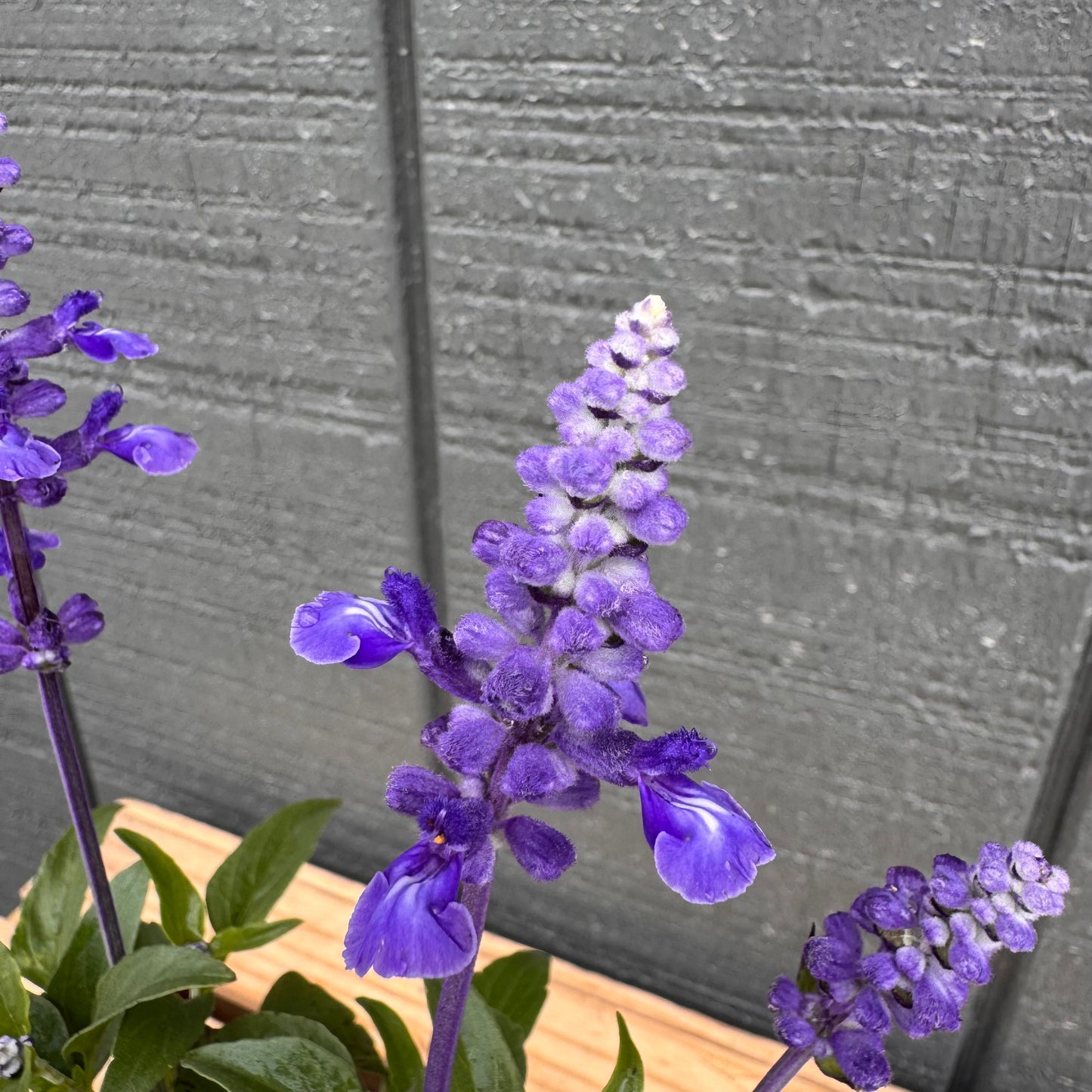 Salvia Farinacea