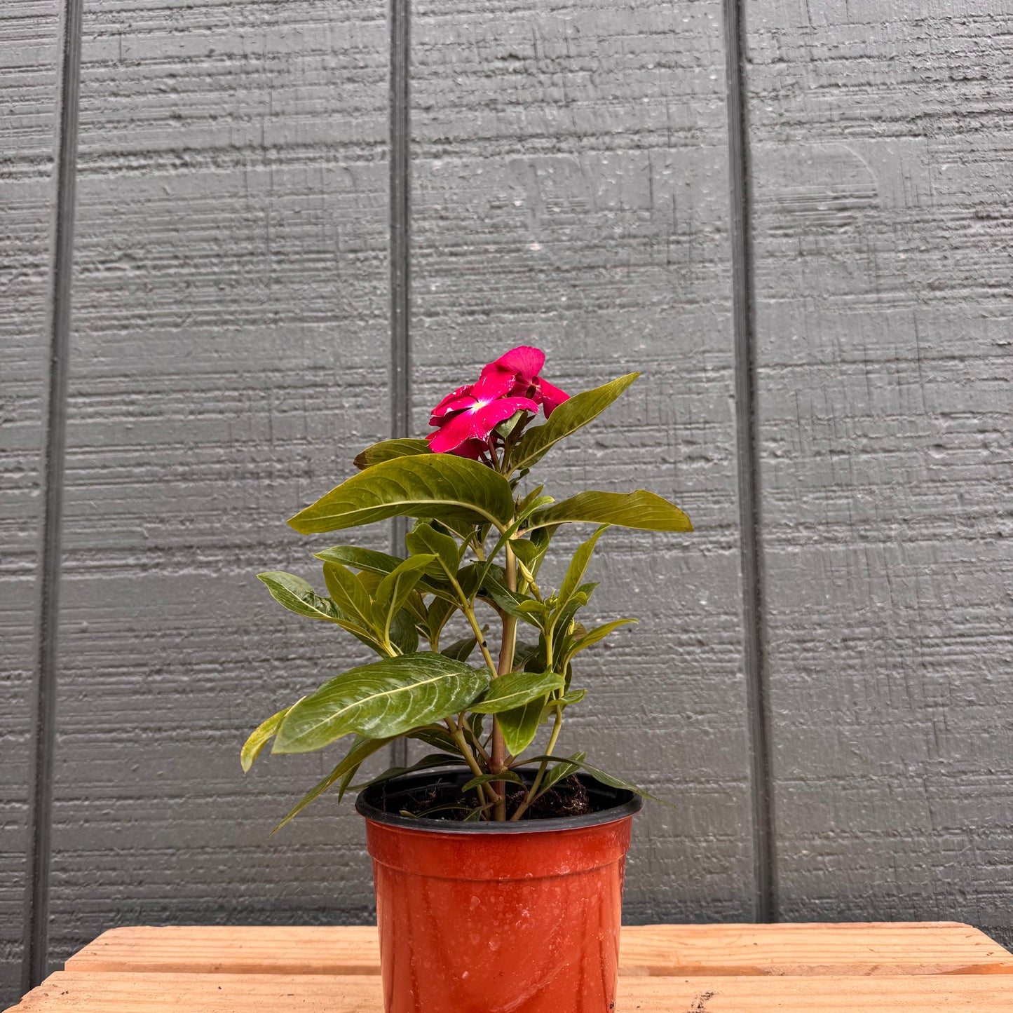 Vinca Cora