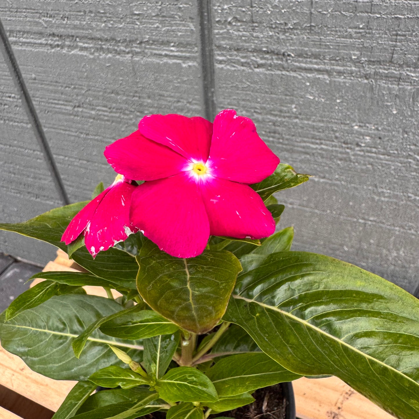 Vinca Cora