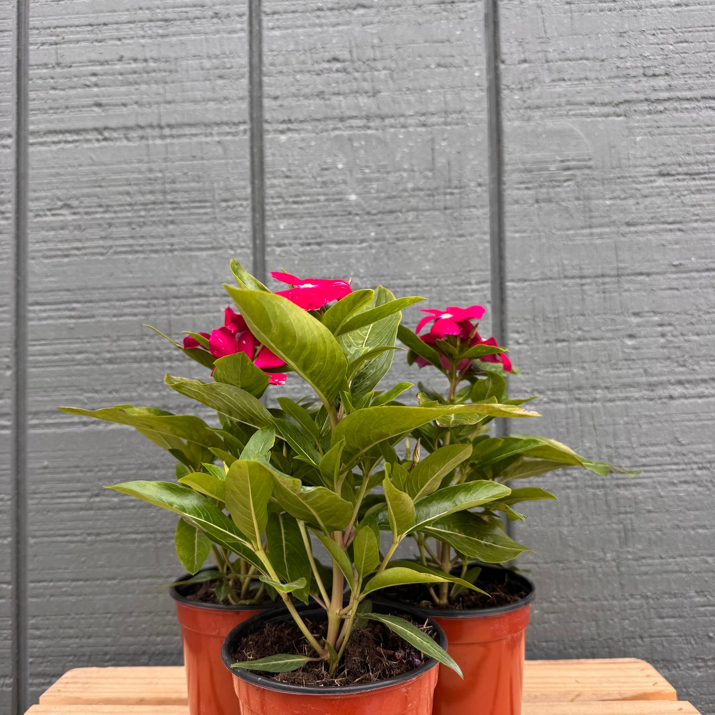 Vinca Cora
