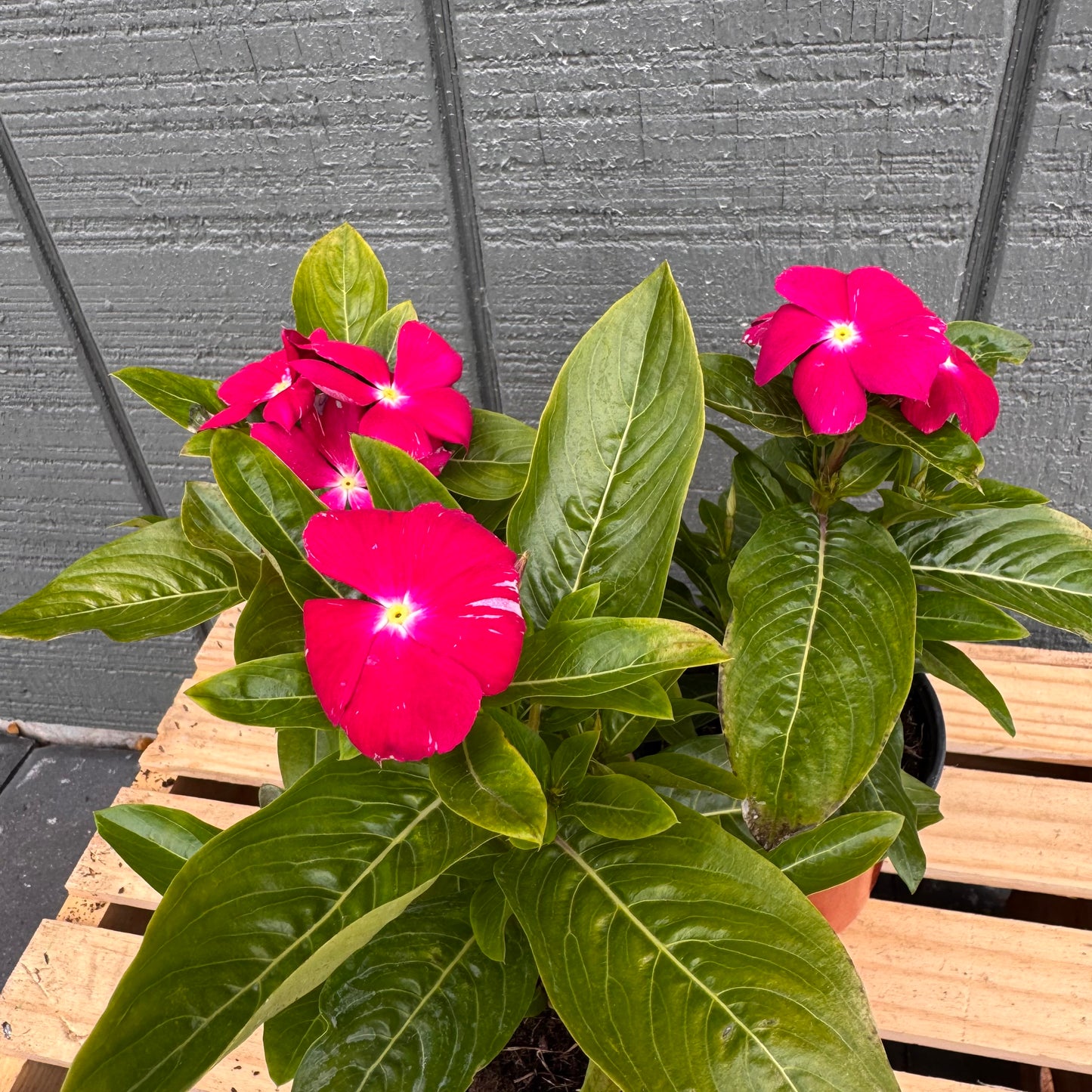 Vinca Cora