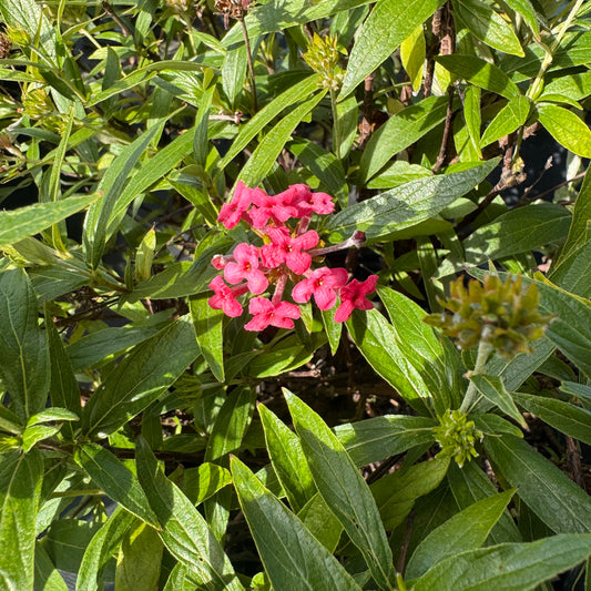 Panama Rose