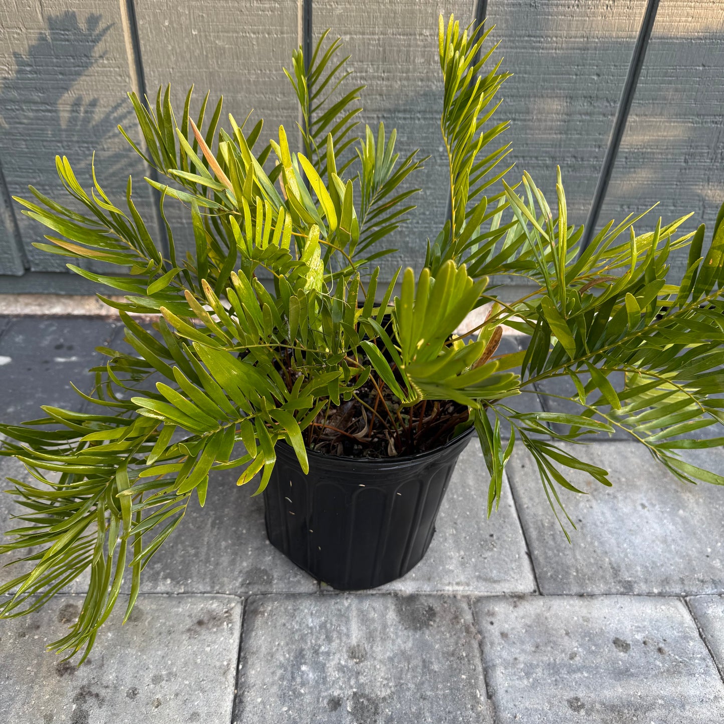 Coontie Palm