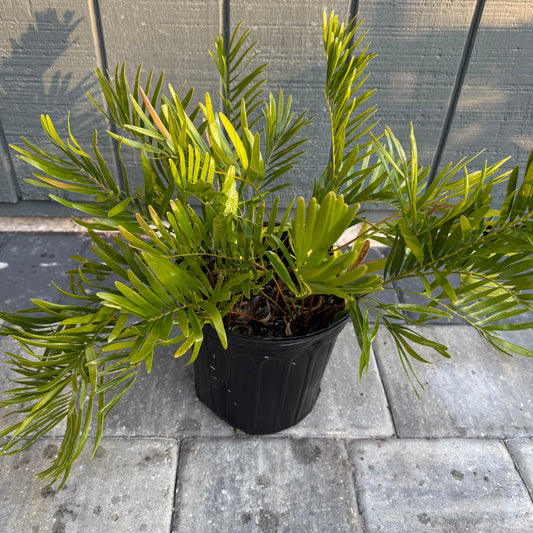 Coontie Palm