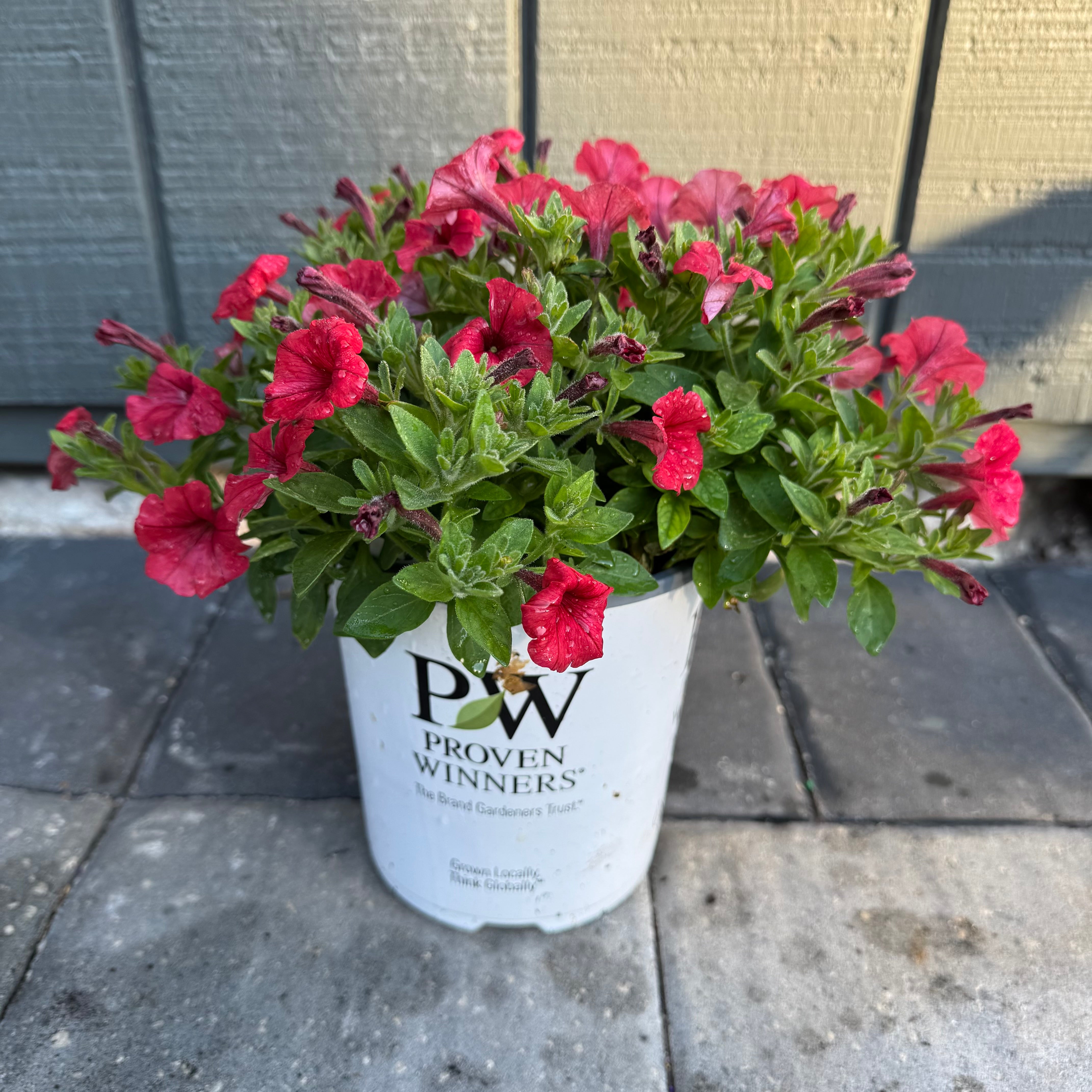 Supertunia Mini Vista Scarlet – The Ranch | Wholesale Plants & Nursery