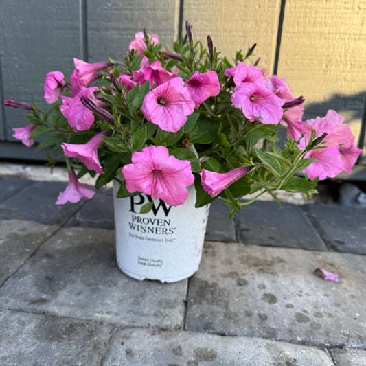 Supertunia Vista Bubblegum