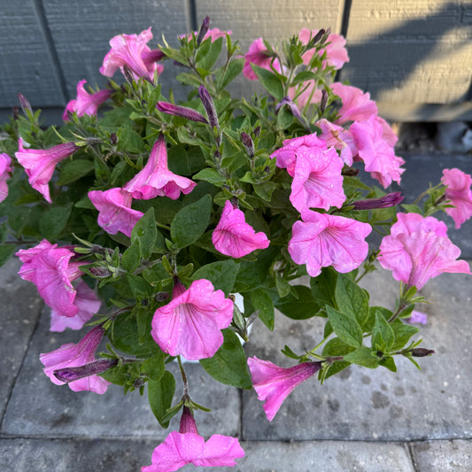 Supertunia Vista Bubblegum