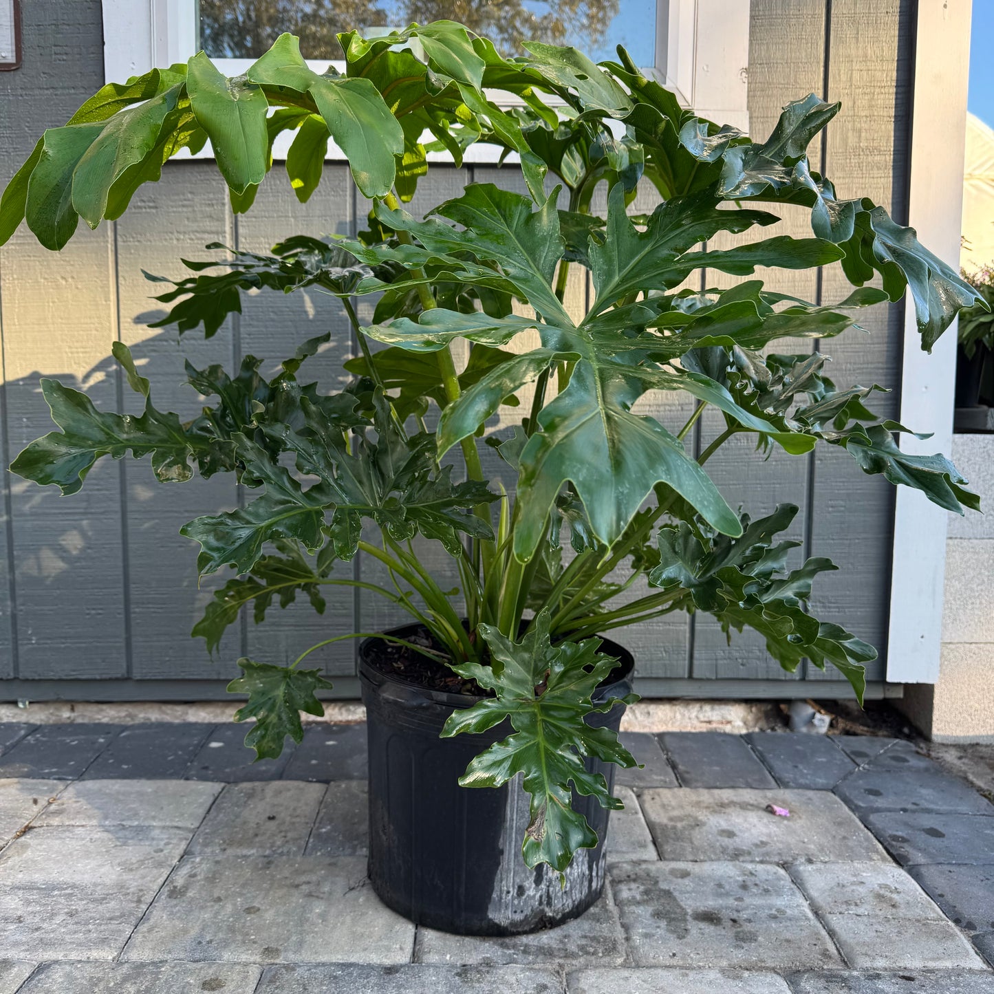 Philodendron Split Leaf