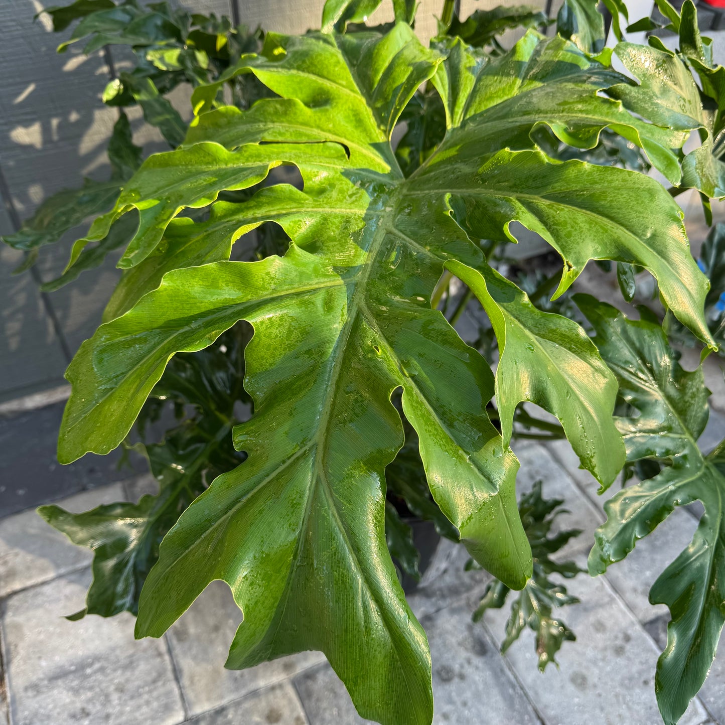 Philodendron Split Leaf
