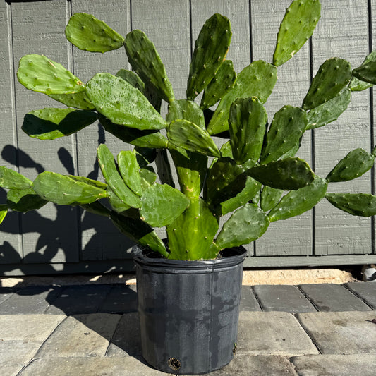 Prickly Pear Cactus