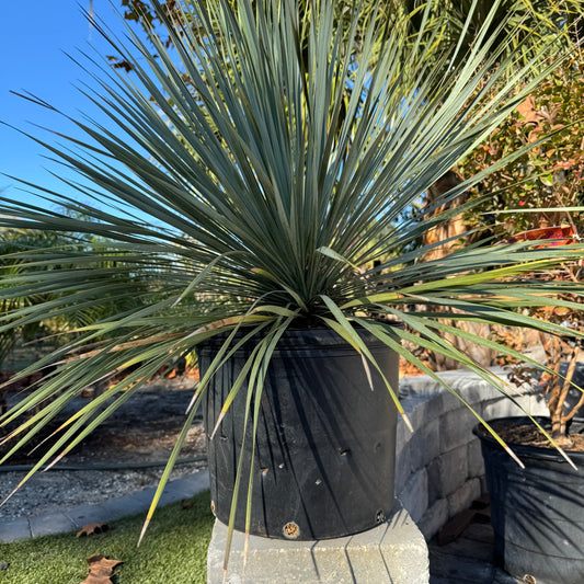 Yucca Rostrata
