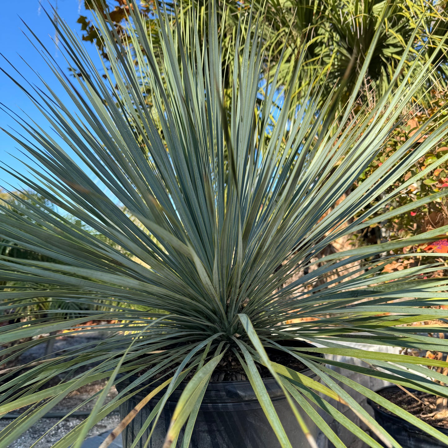 Yucca Rostrata