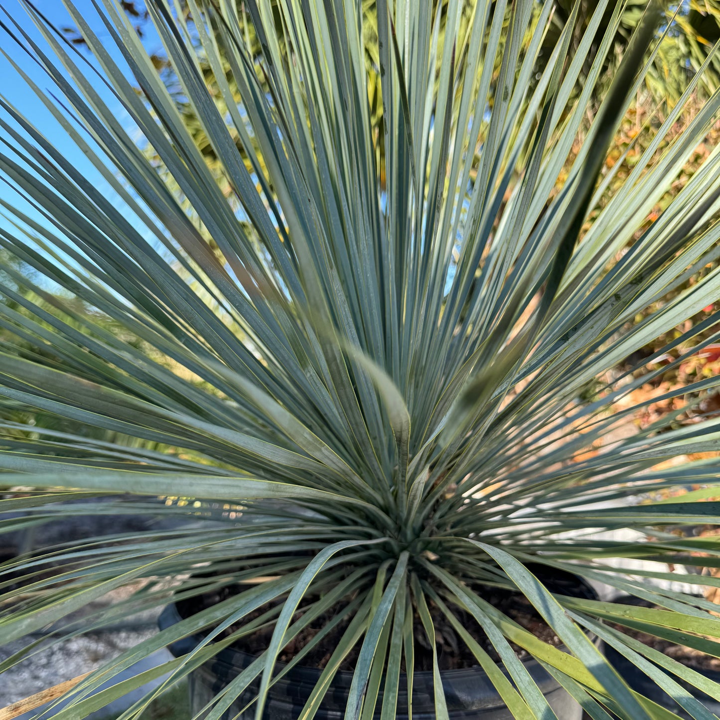 Yucca Rostrata