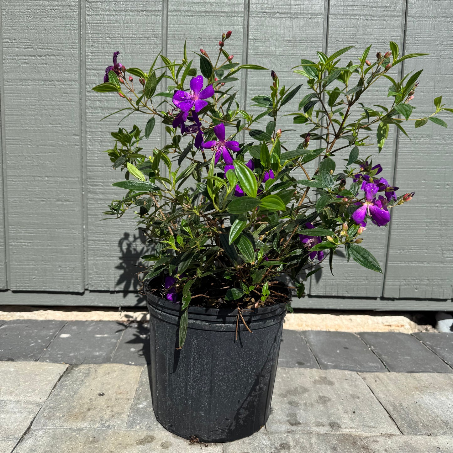 Tibouchina Dwarf Purple